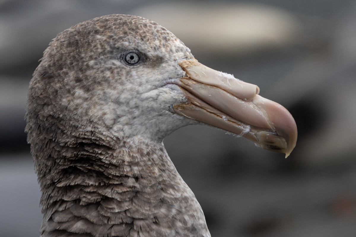 Hallsturmvogel - ML642947472