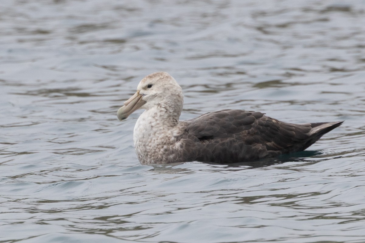 Southern Giant-Petrel - ML642947476