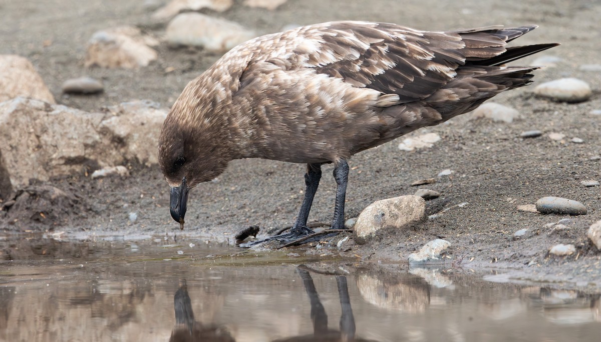 Brown Skua - ML642947483