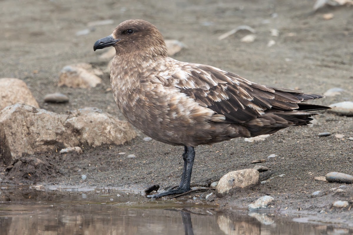 Brown Skua - ML642947485