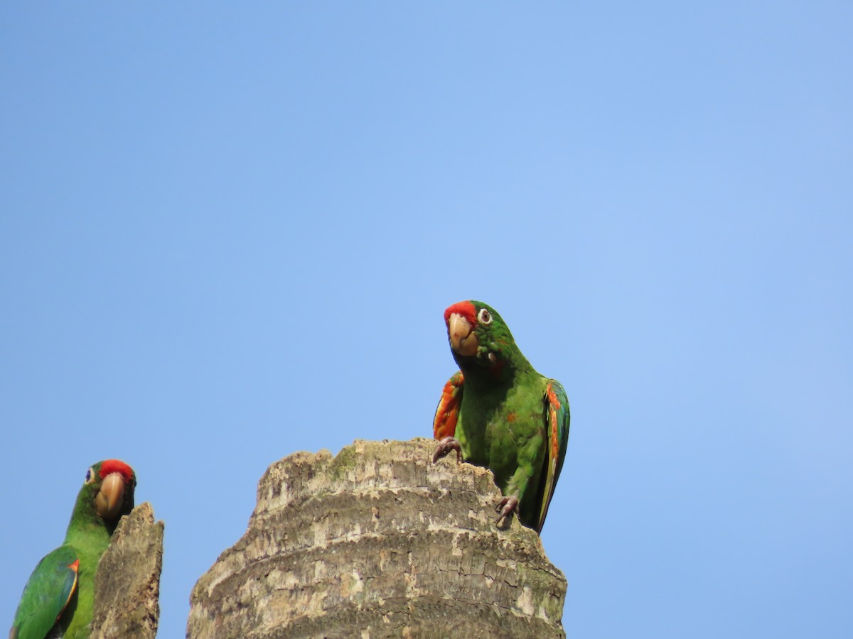 Crimson-fronted Parakeet - ML642947503