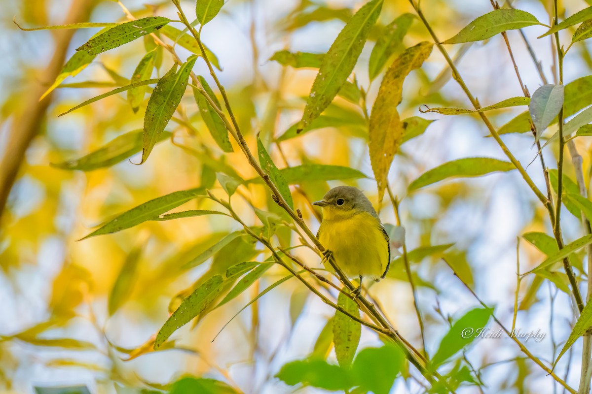 Magnolia Warbler - ML642947511