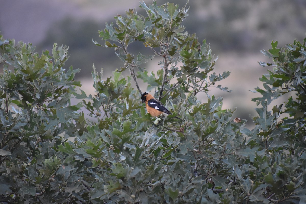 Black-headed Grosbeak - ML642947517