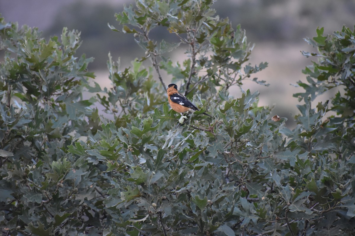 Black-headed Grosbeak - ML642947518