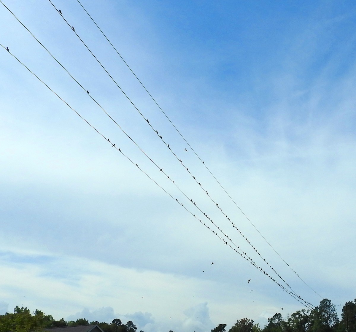 Northern Rough-winged Swallow - ML642947521