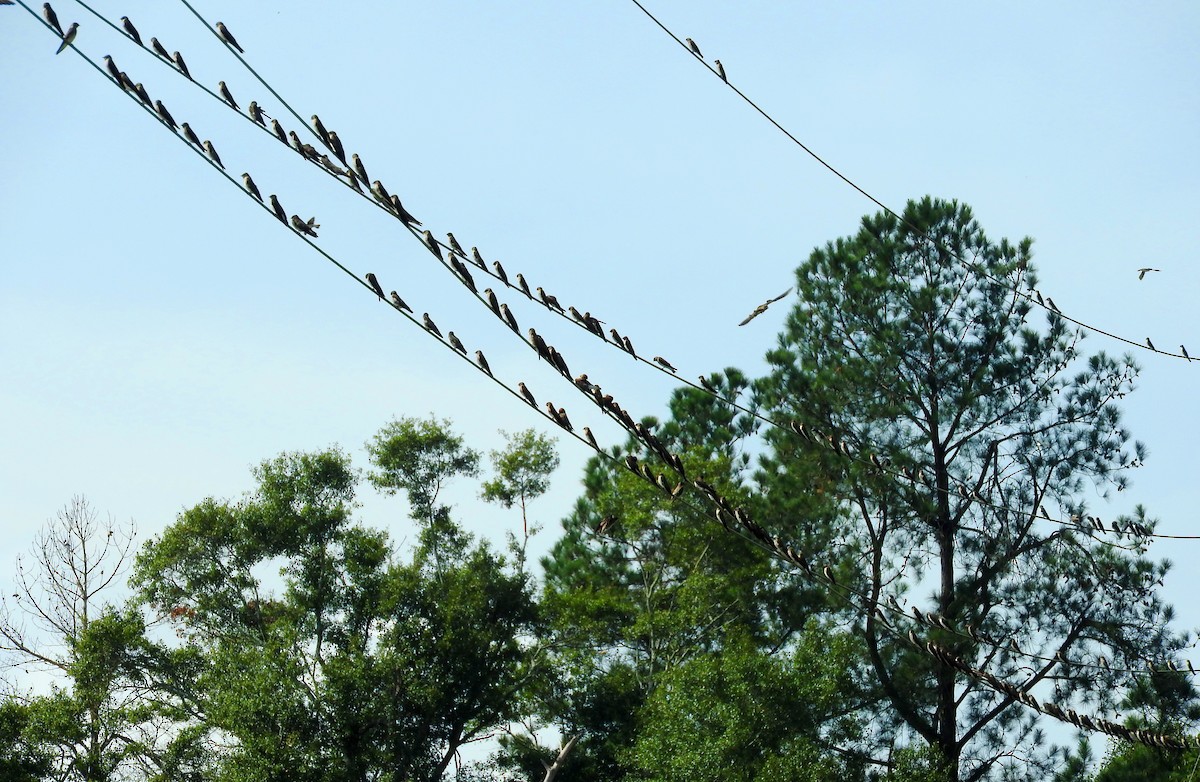 Northern Rough-winged Swallow - ML642947524