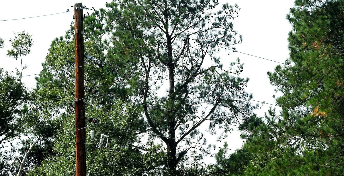 Tree Swallow - ML642947526