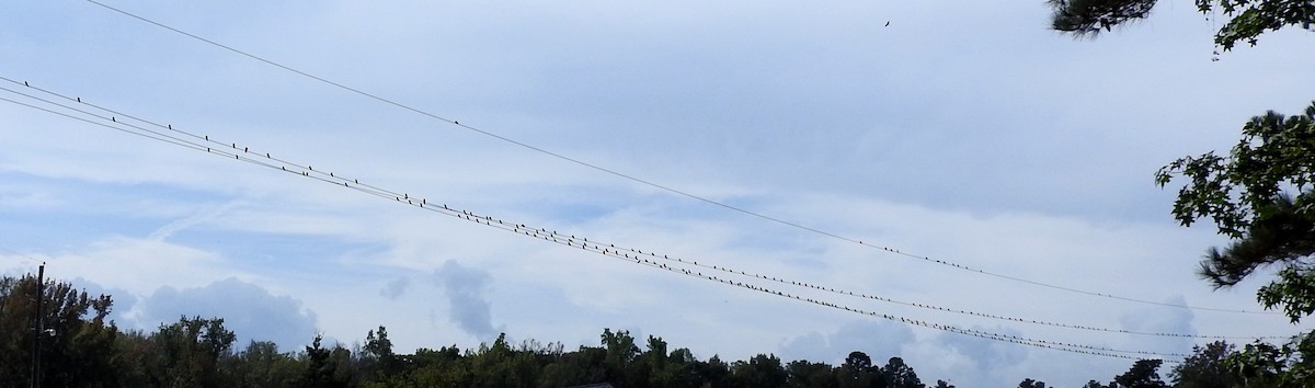 Northern Rough-winged Swallow - ML642947527