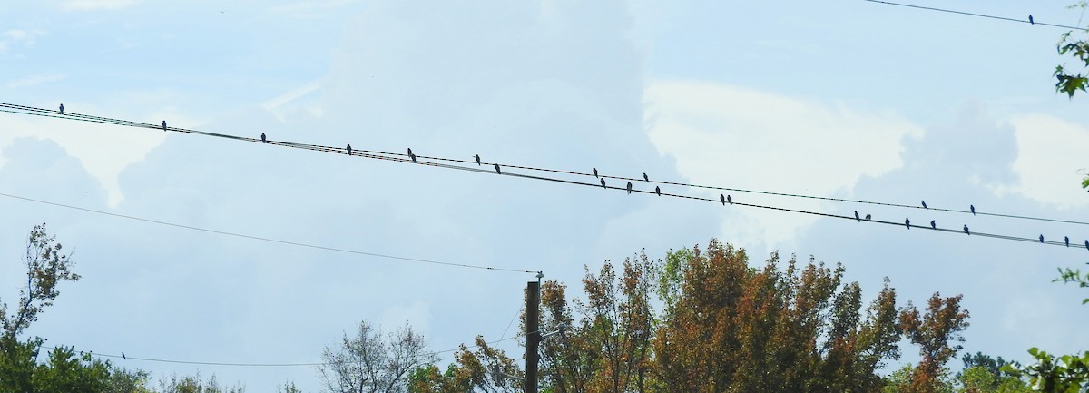 Northern Rough-winged Swallow - ML642947530