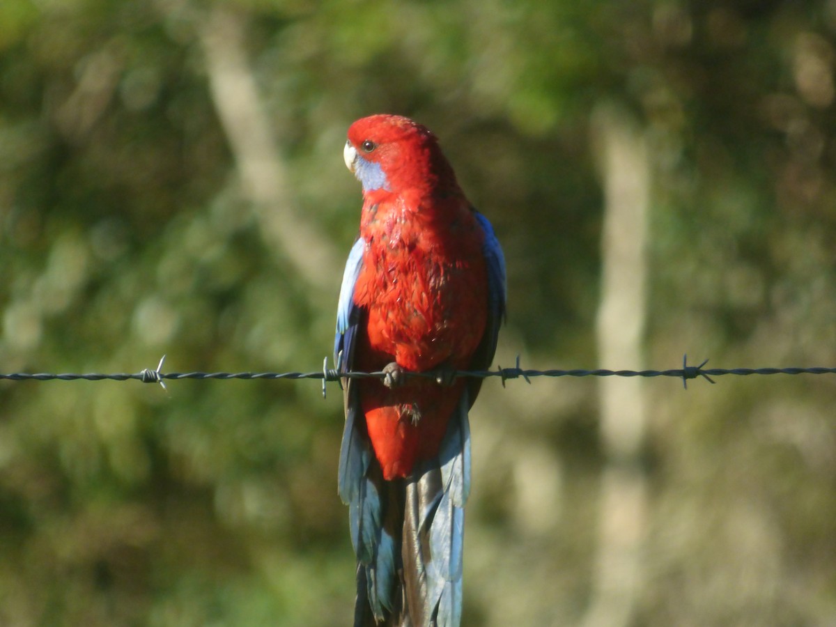 Rosella cremisi - ML642947532