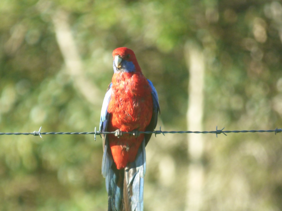 Rosella cremisi - ML642947533