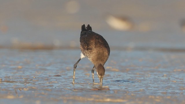 Black-tailed Godwit (melanuroides) - ML642947539