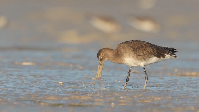 Black-tailed Godwit (melanuroides) - ML642947540