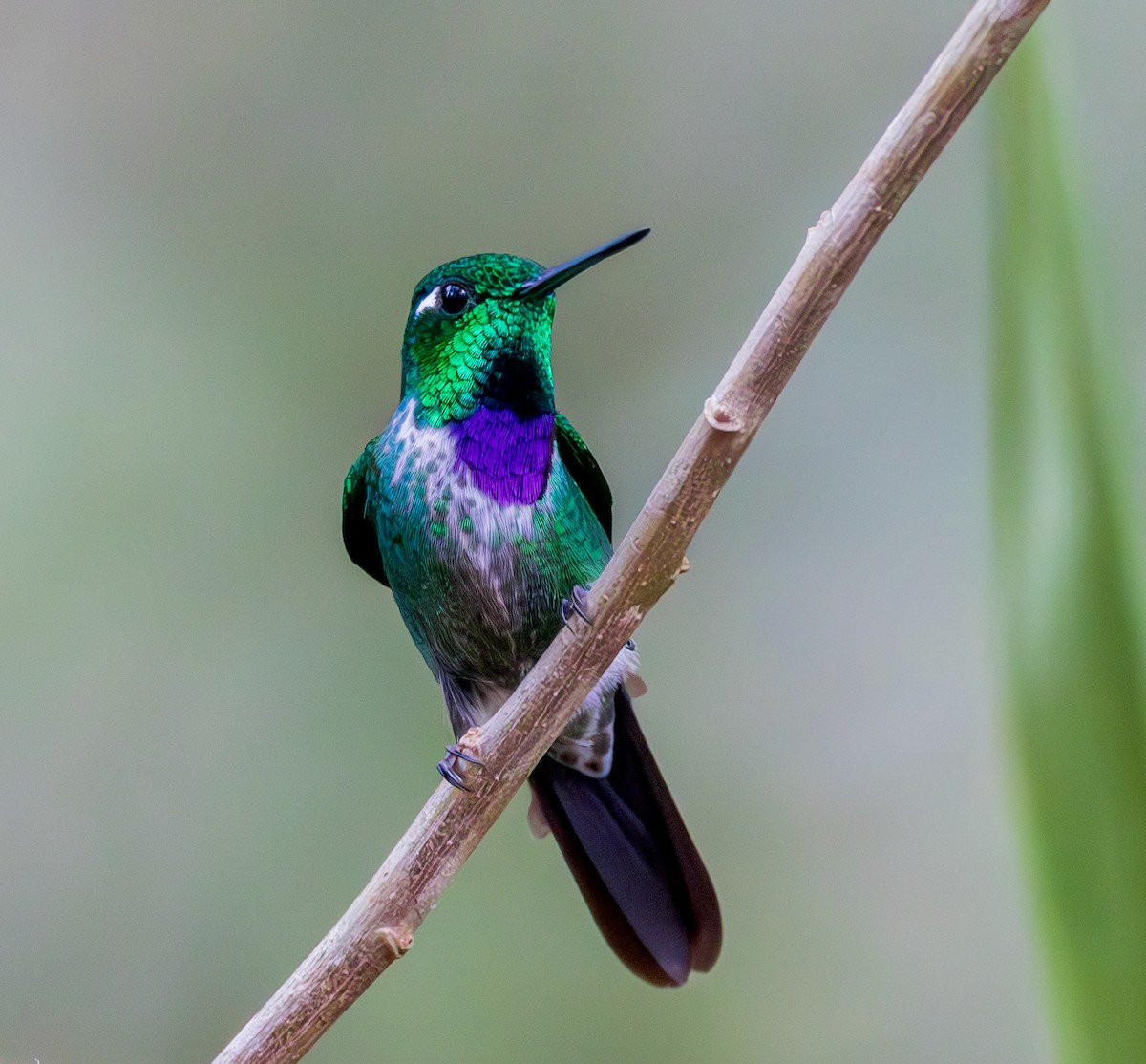 Purple-bibbed Whitetip - ML642947583