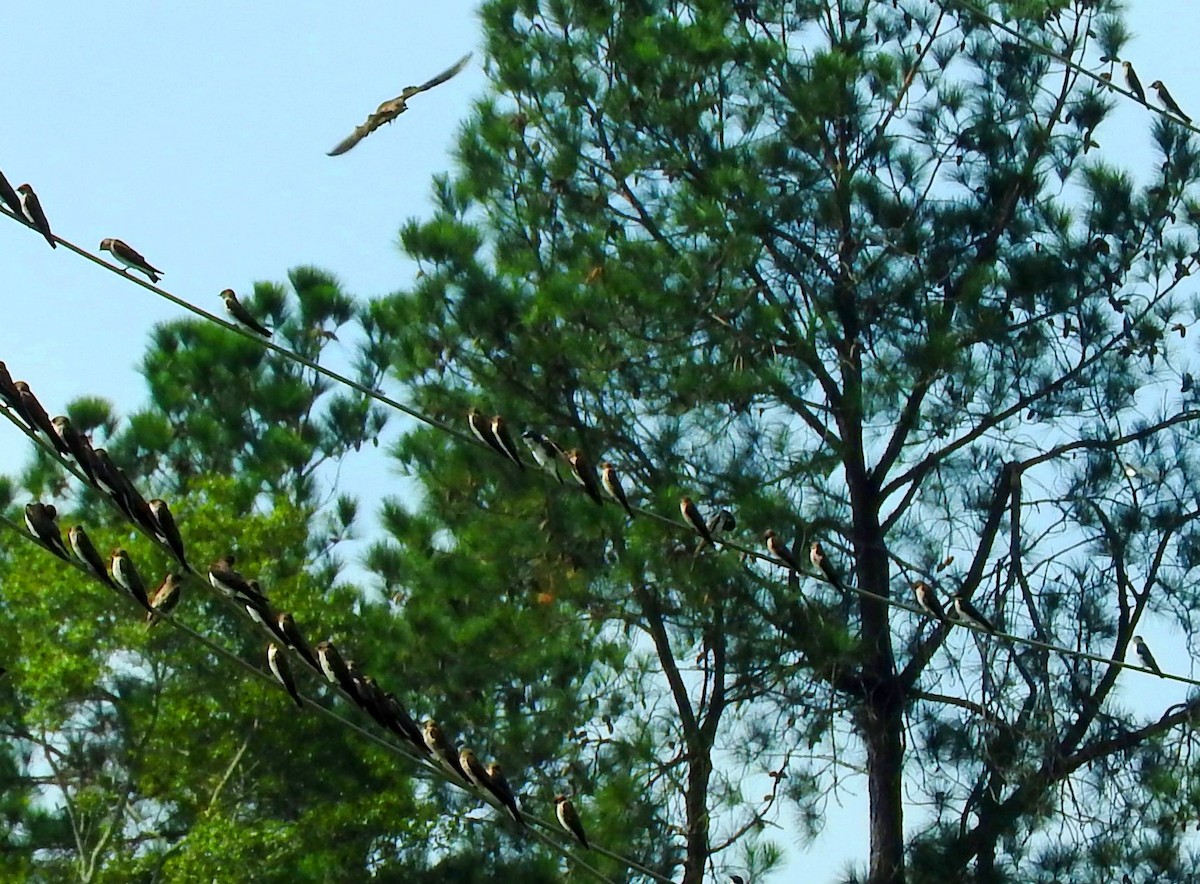 Tree Swallow - ML642947590