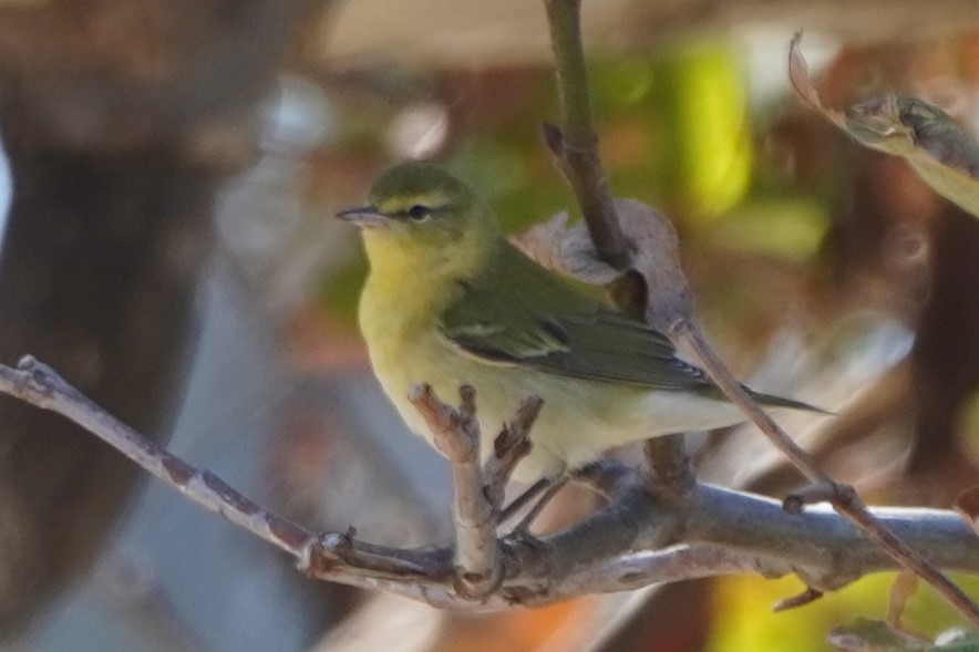 Tennessee Warbler - ML642947598