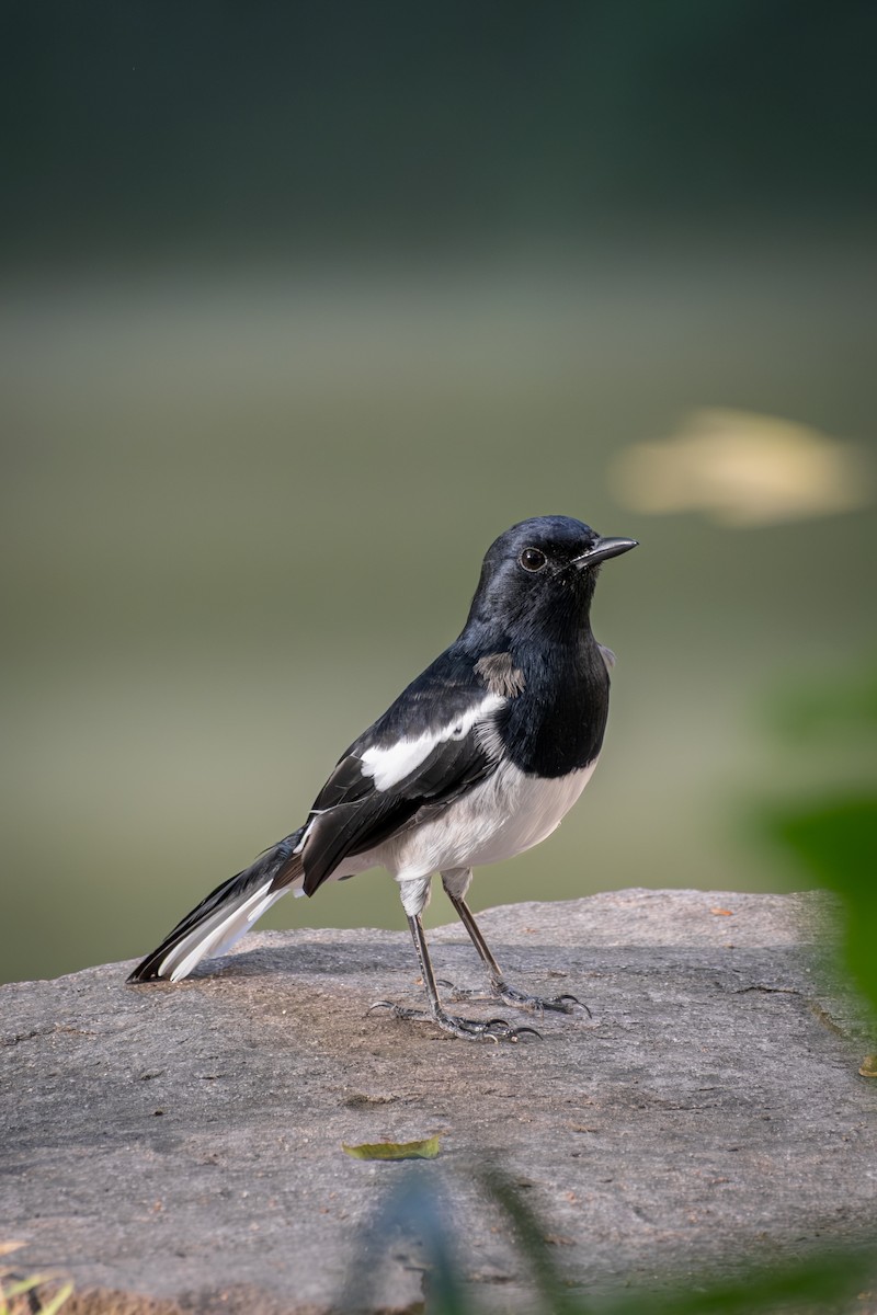 Oriental Magpie-Robin - ML642947644