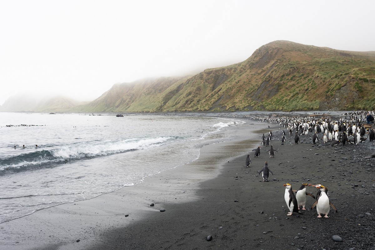 Royal Penguin - ML642947658