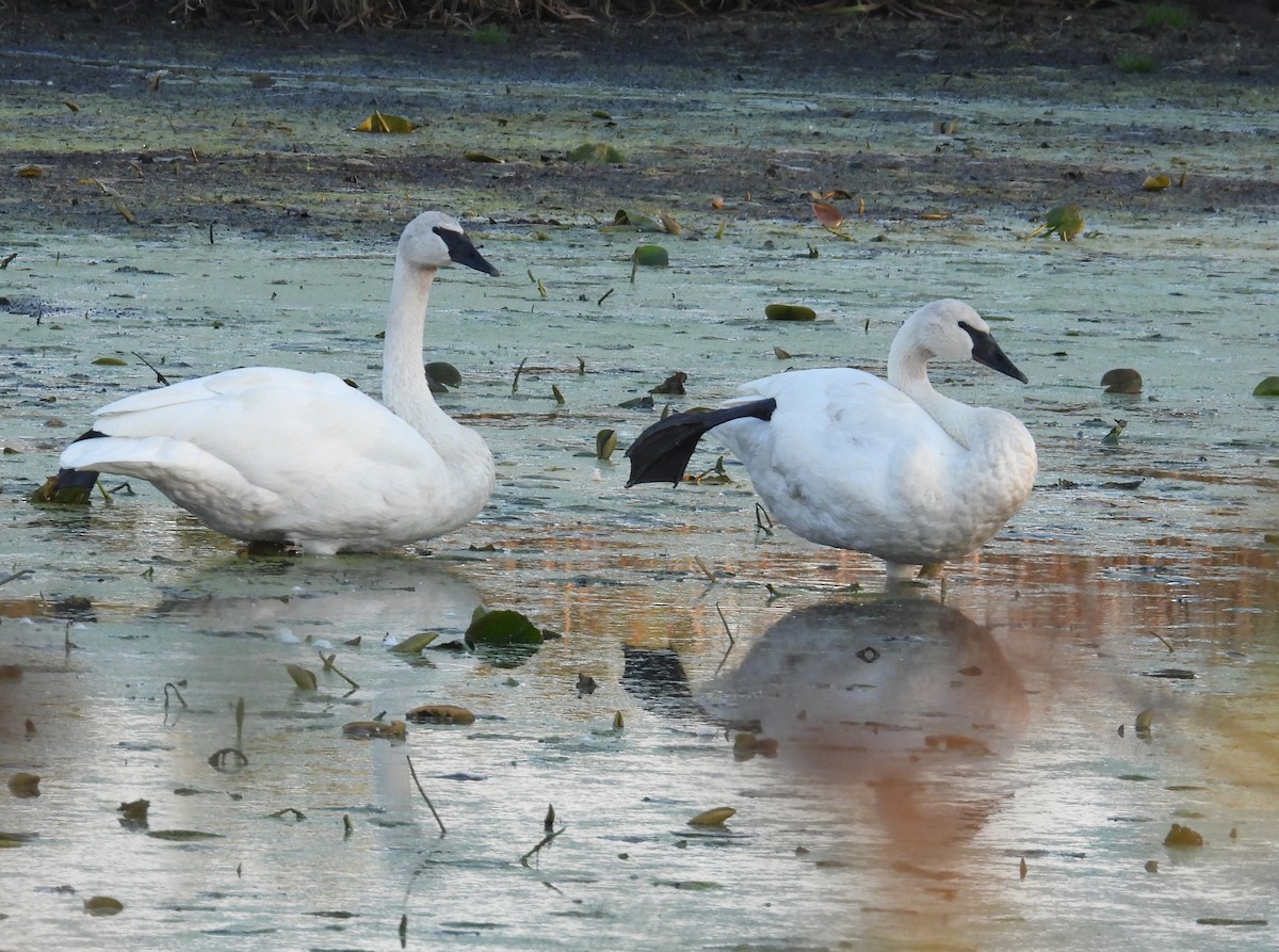 Trumpeter Swan - ML642947659
