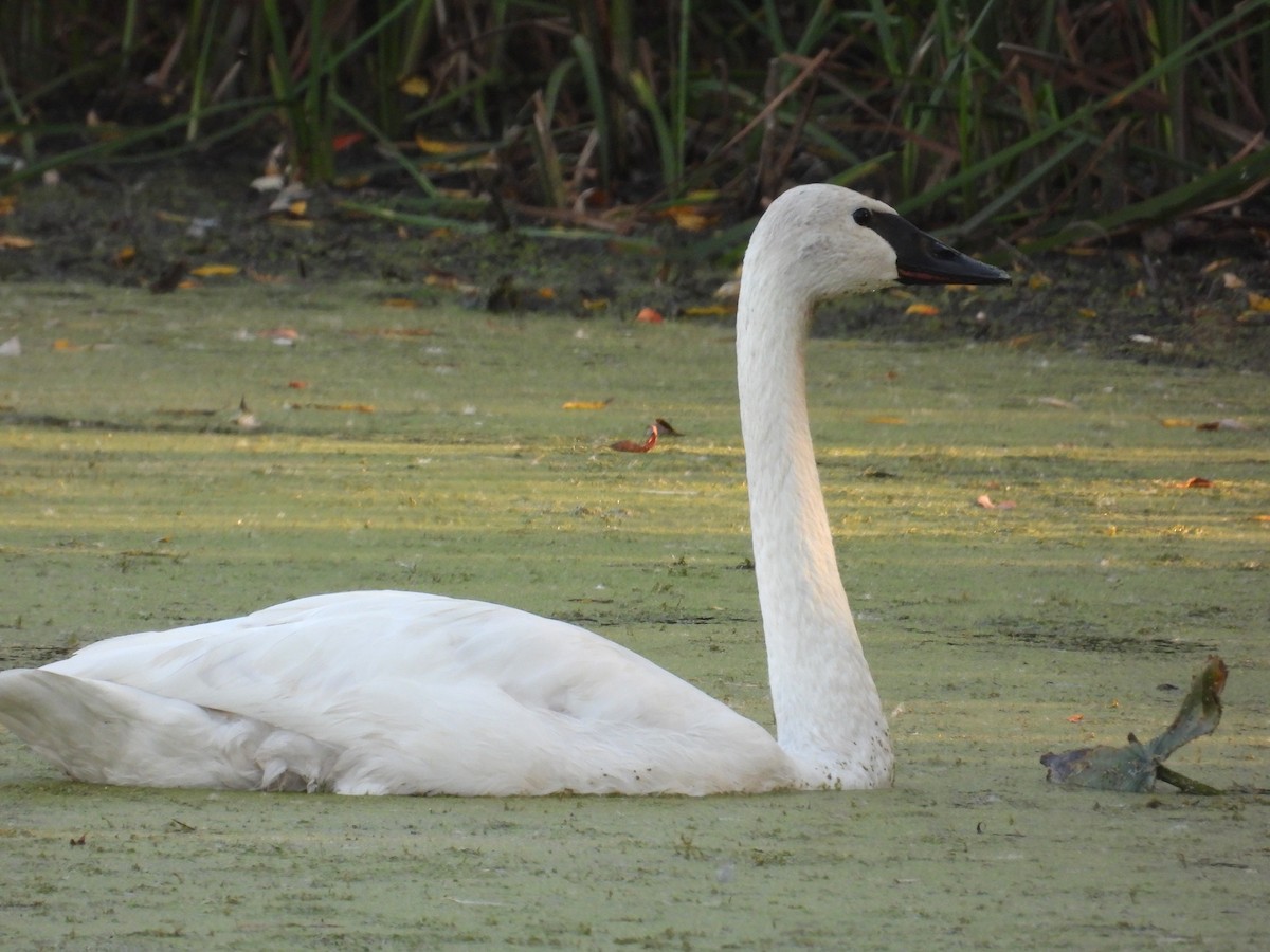 Trumpeter Swan - ML642947660