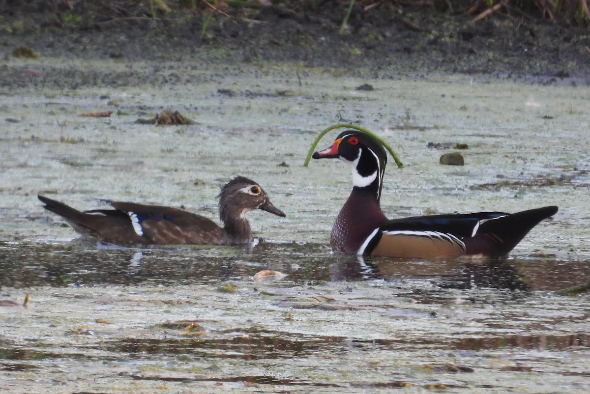 Wood Duck - ML642947664