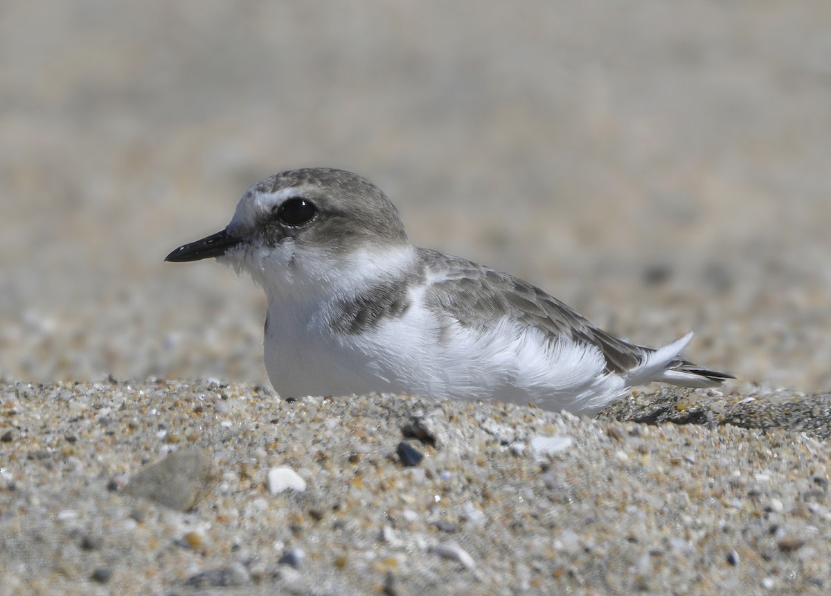 Snowy Plover - ML642947668
