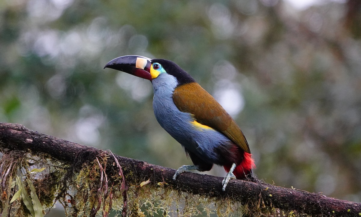 Plate-billed Mountain-Toucan - ML642947672