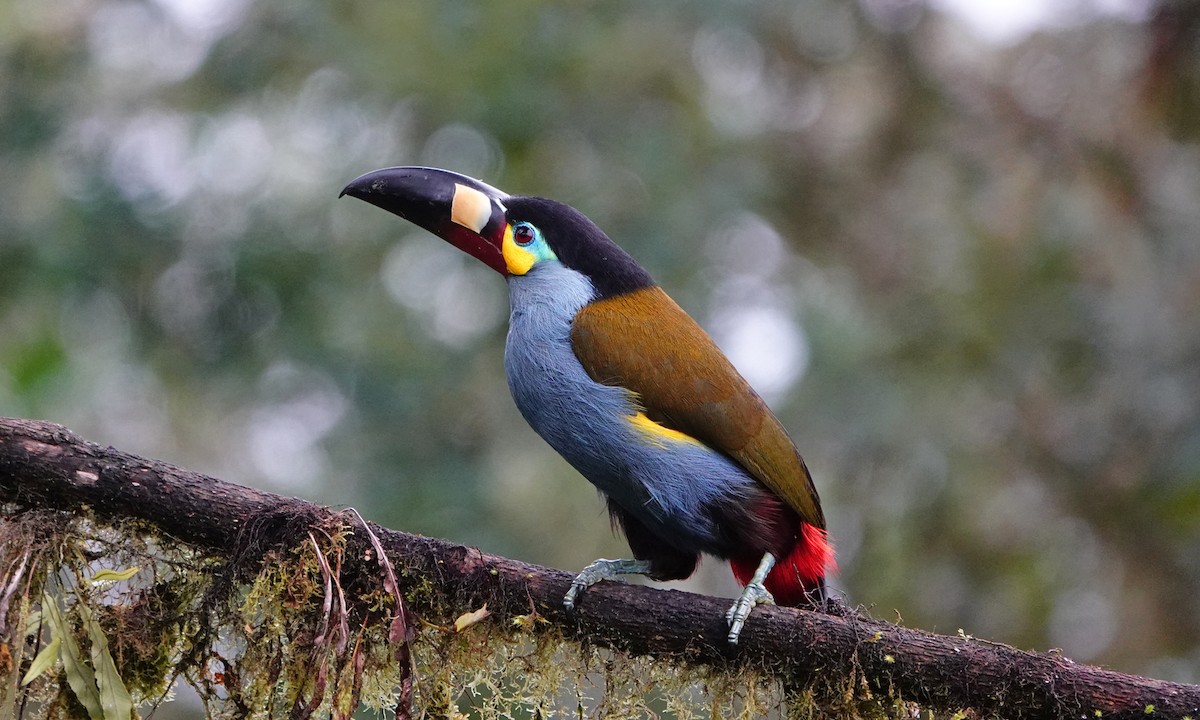 Plate-billed Mountain-Toucan - ML642947677