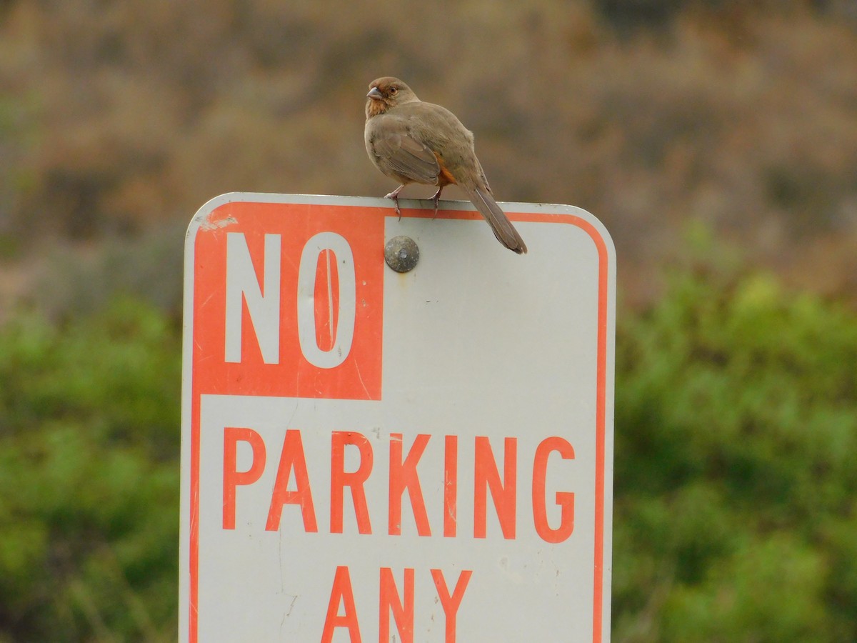 California Towhee - ML642947683