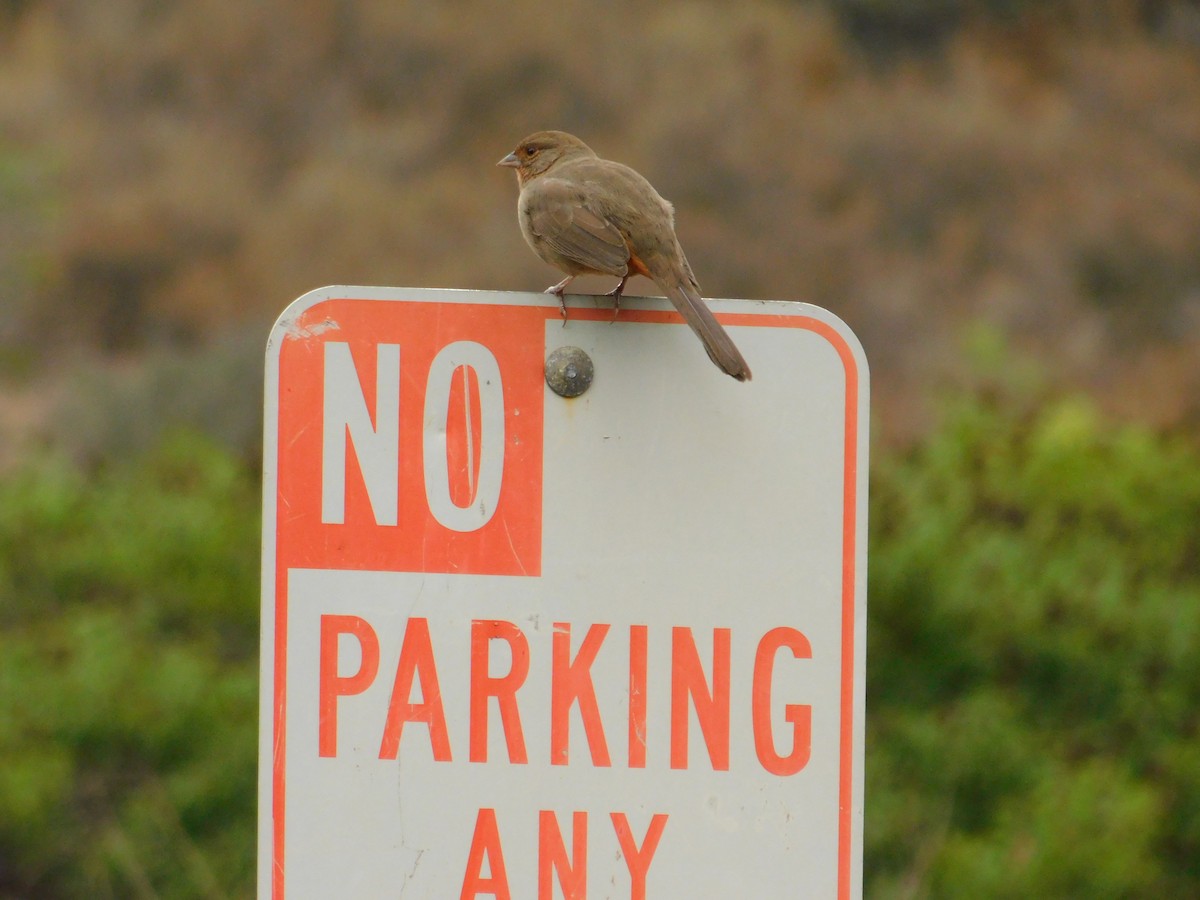 California Towhee - ML642947684