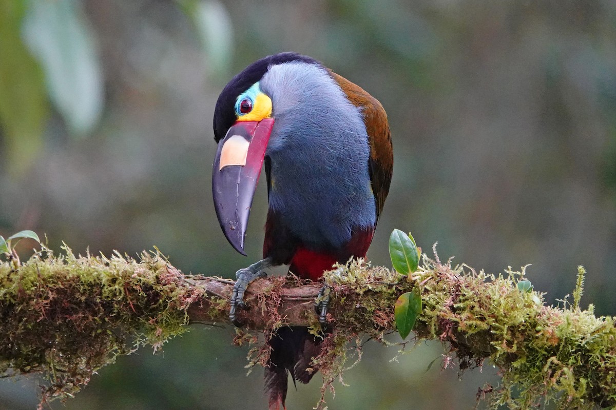 Plate-billed Mountain-Toucan - ML642947686