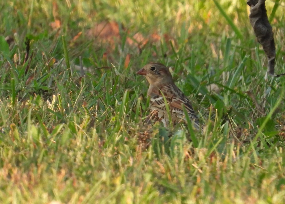 Field Sparrow - ML642947698