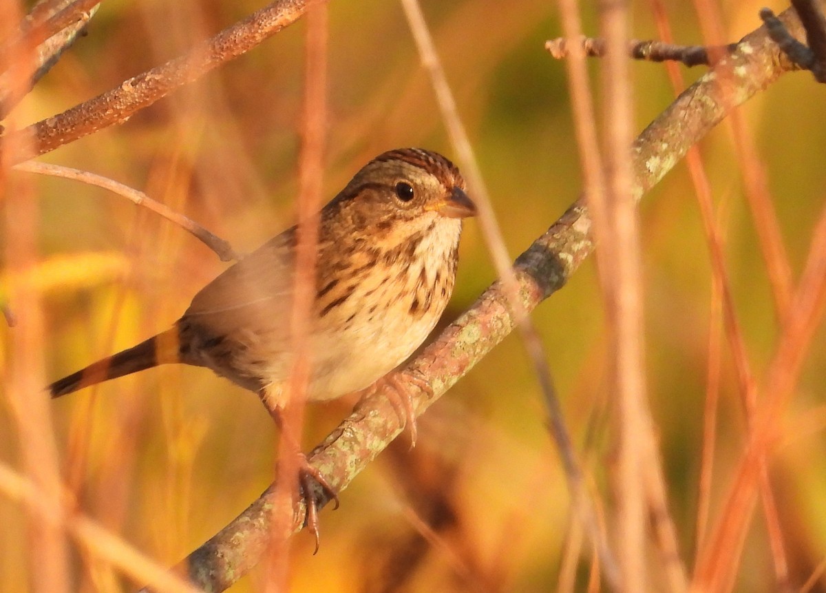 Lincoln's Sparrow - ML642947710
