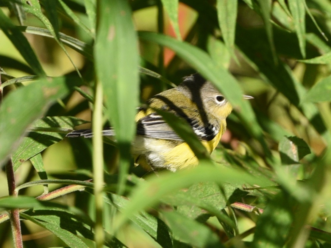 Magnolia Warbler - ML642947711