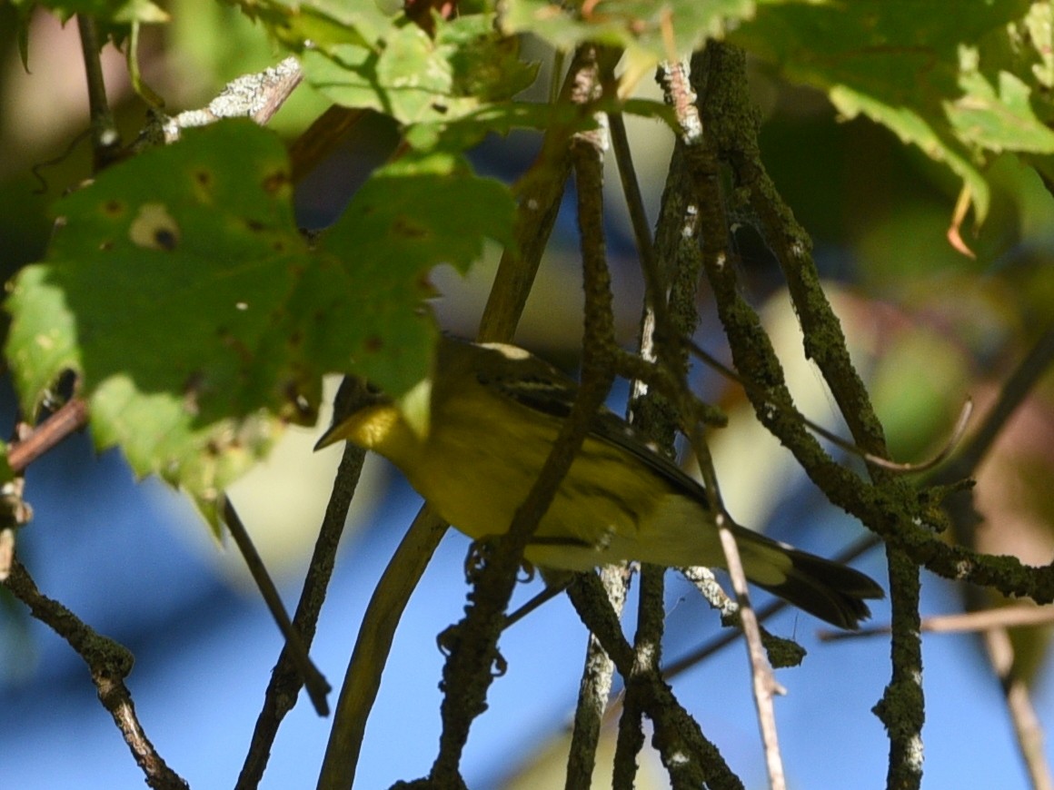 Magnolia Warbler - ML642947712