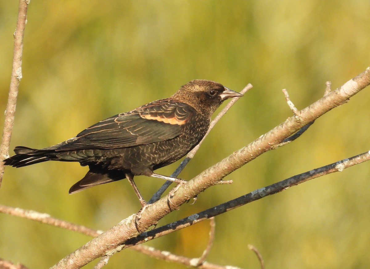 Red-winged Blackbird - ML642947717