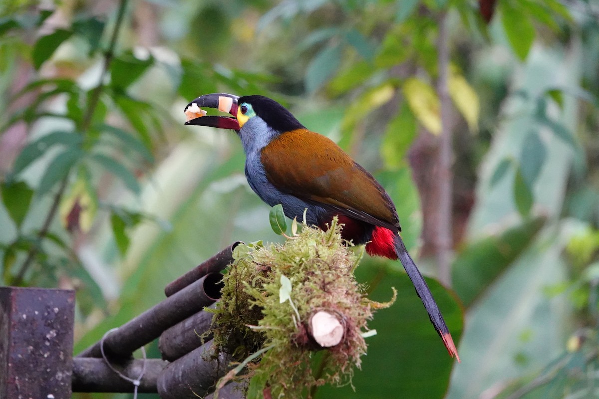 Plate-billed Mountain-Toucan - ML642947723