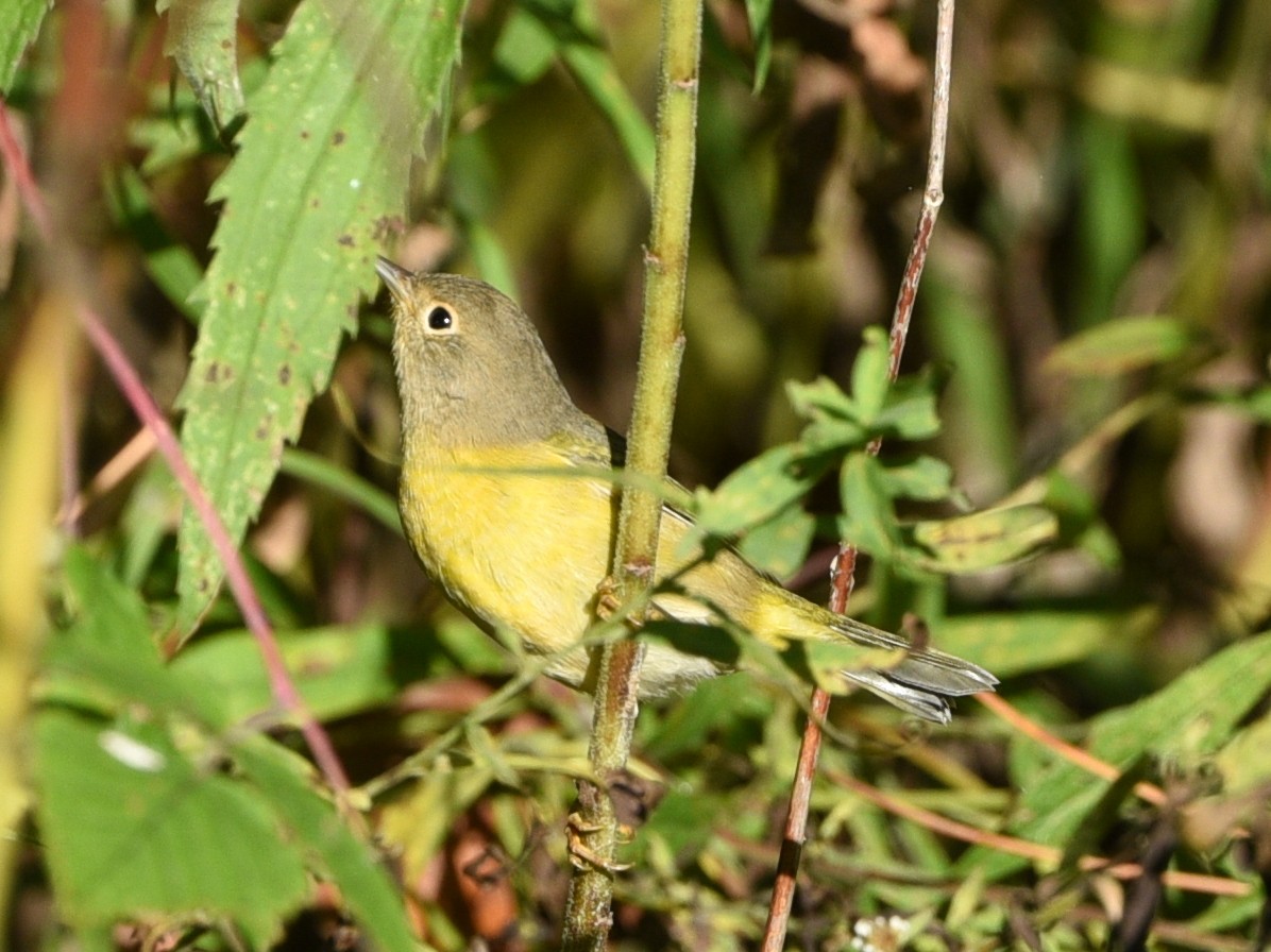 Nashville Warbler - ML642947727