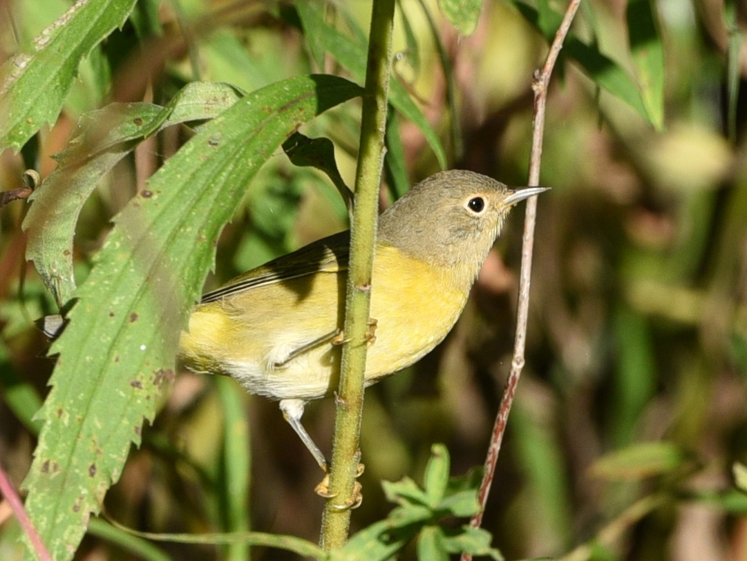 Nashville Warbler - ML642947728