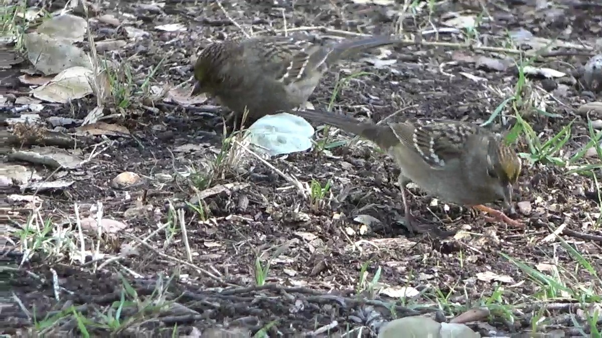 Golden-crowned Sparrow - ML642947730