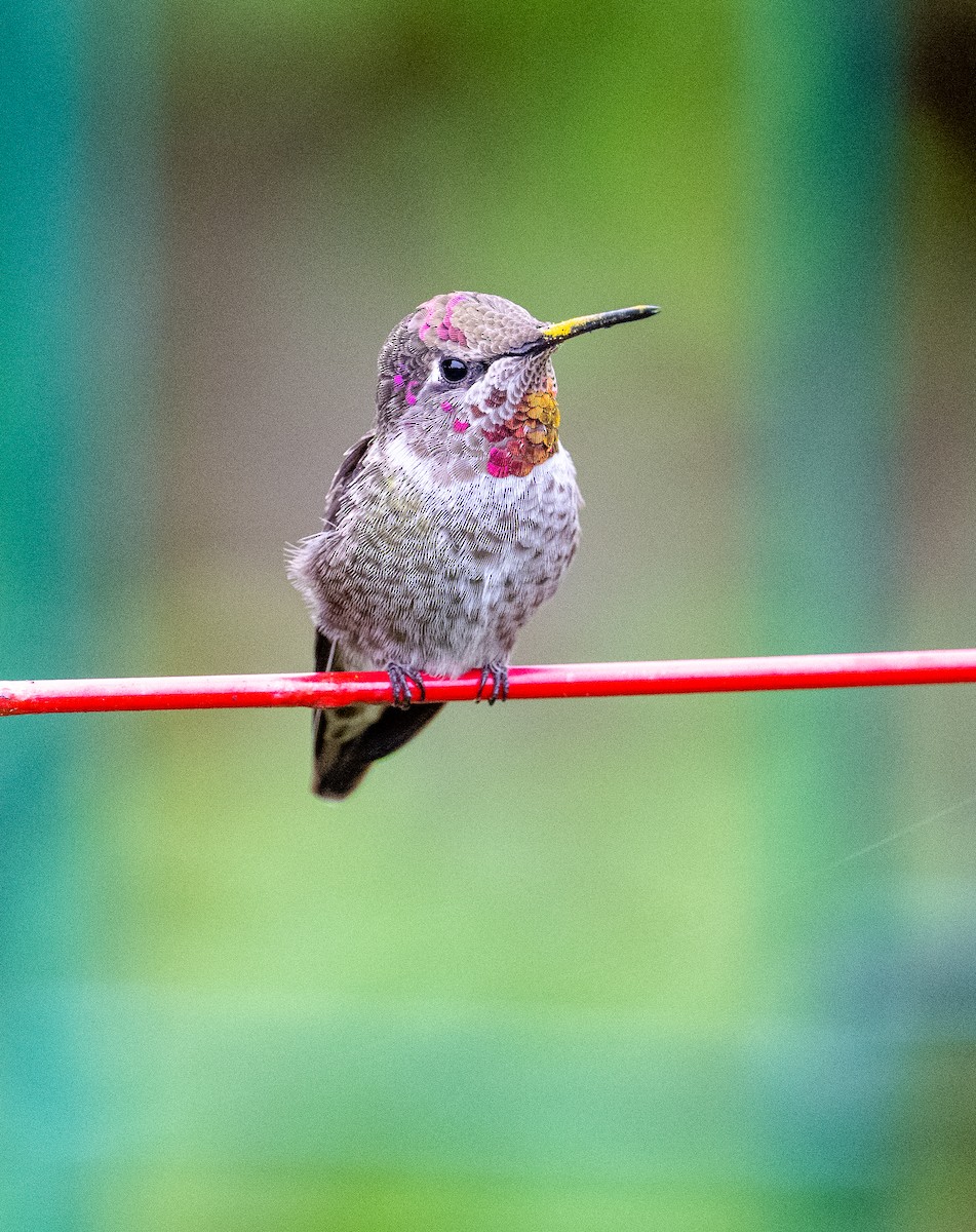 Anna's Hummingbird - ML642947736