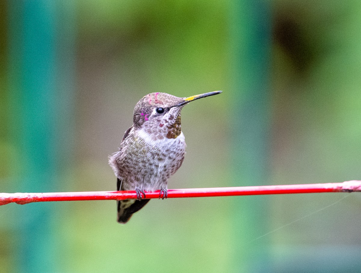 Anna's Hummingbird - ML642947738