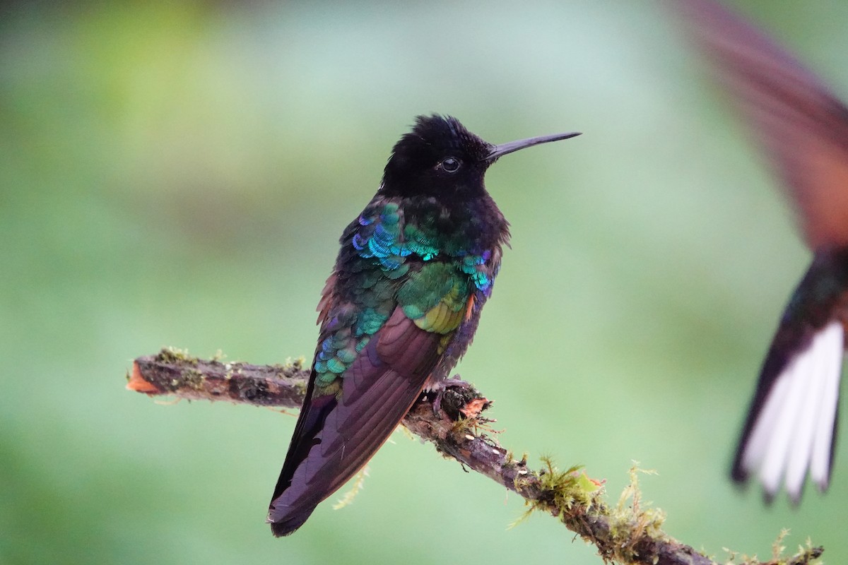 Velvet-purple Coronet - ML642947742