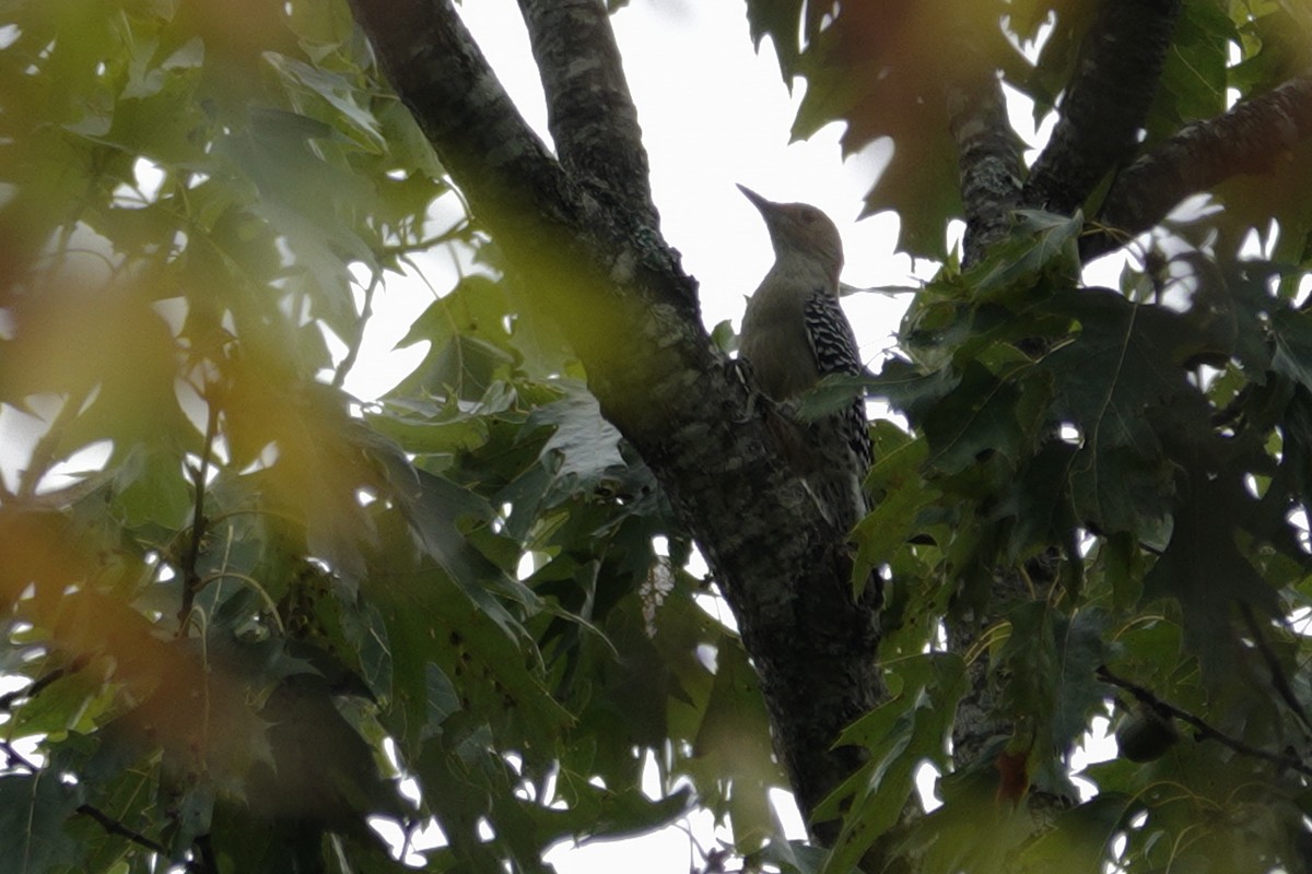 Red-bellied Woodpecker - ML642947748