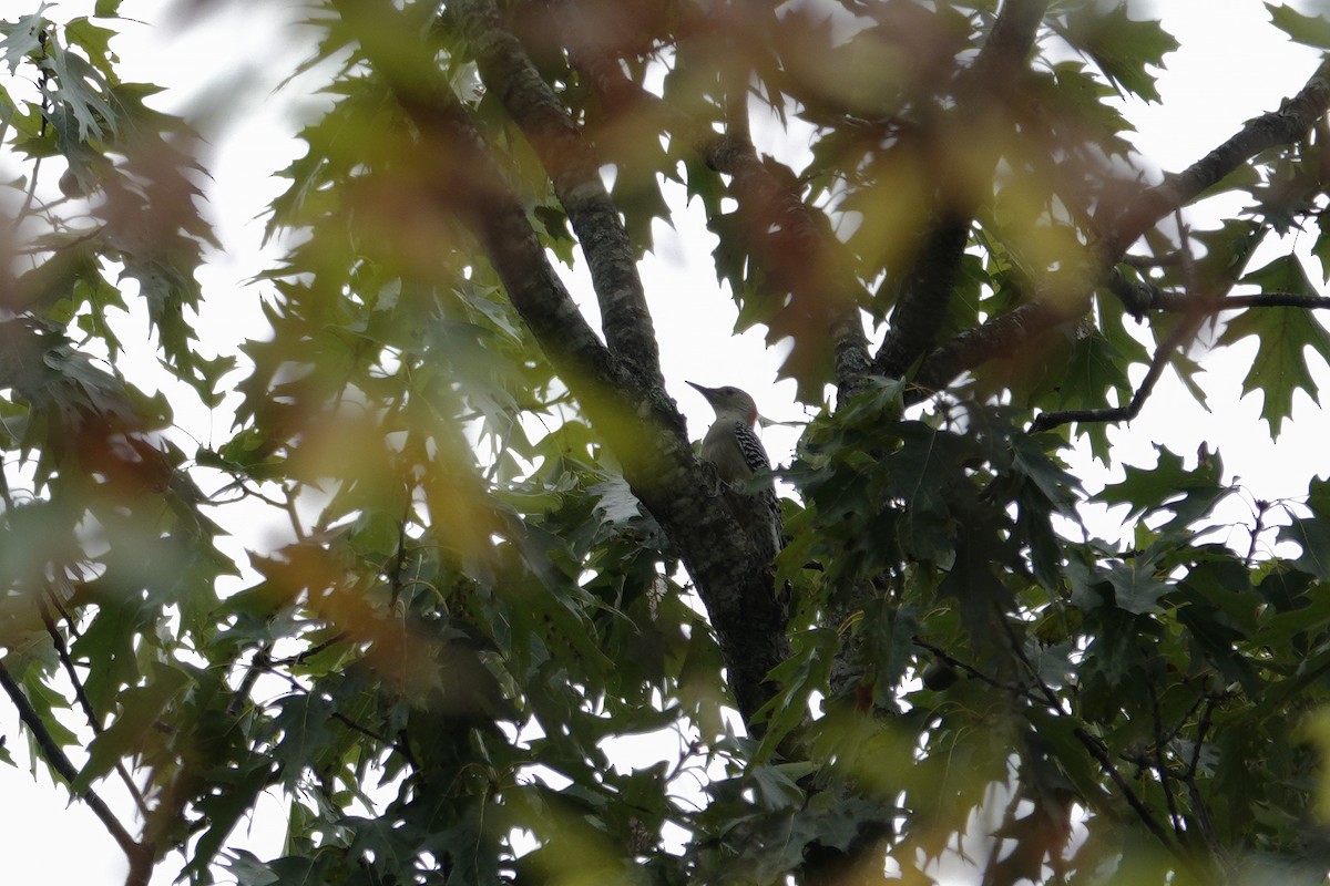 Red-bellied Woodpecker - ML642947749