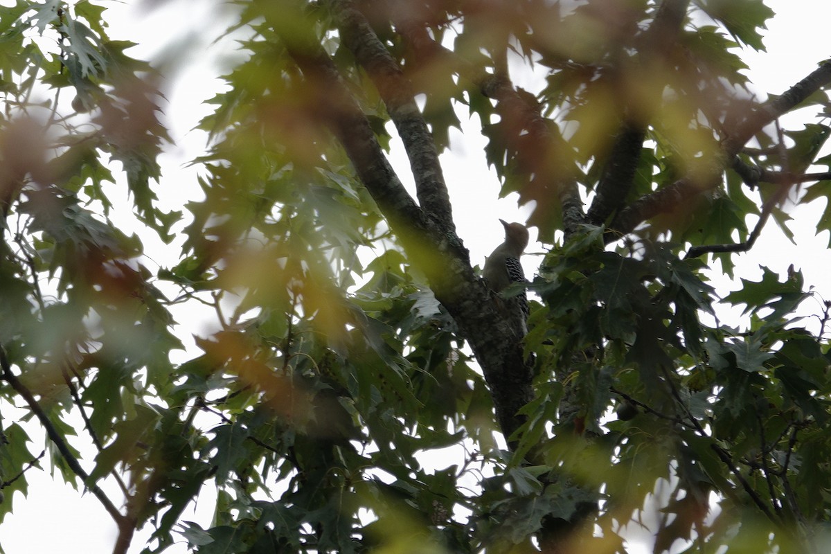 Red-bellied Woodpecker - ML642947750