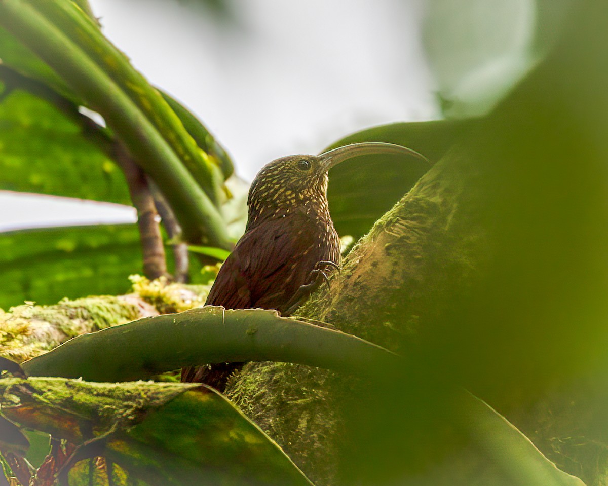 チャユミハシオニキバシリ - ML642947759