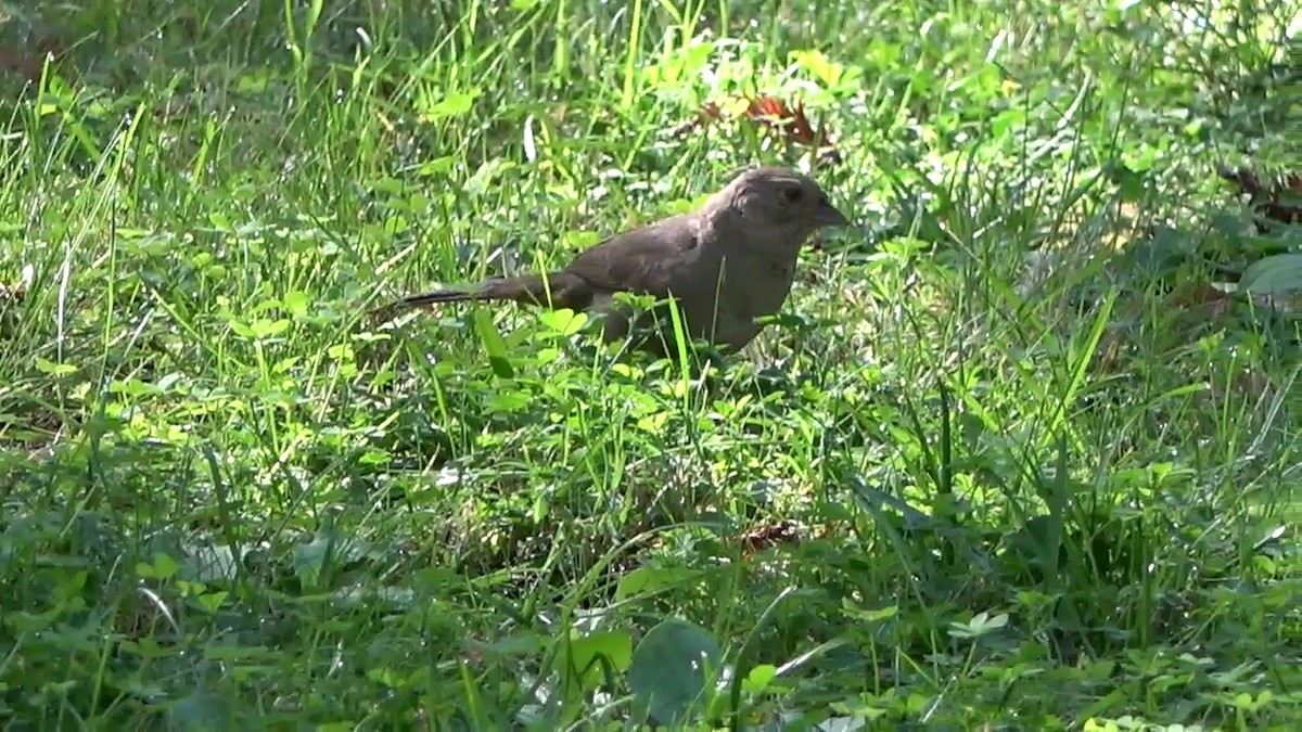 California Towhee - ML642947766