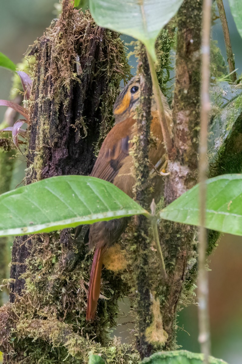 Scaly-throated Foliage-gleaner - ML642947770