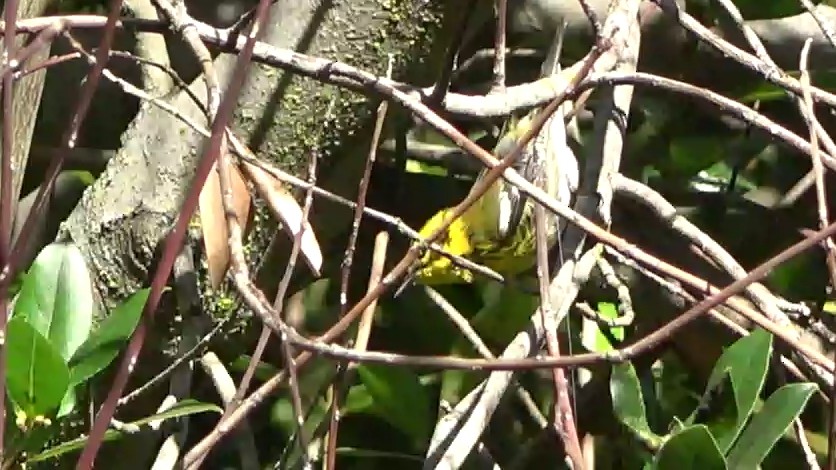 Paruline de Townsend - ML642947783